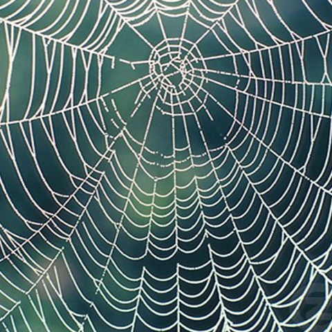 Courses Taught spider, Wisdom in Architecture